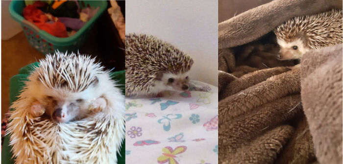 Hey Pandas, Post The Cutest Picture Of Your Pet (Closed) Hey Pandas, Post The Cutest Picture Of Your Pet (Closed)