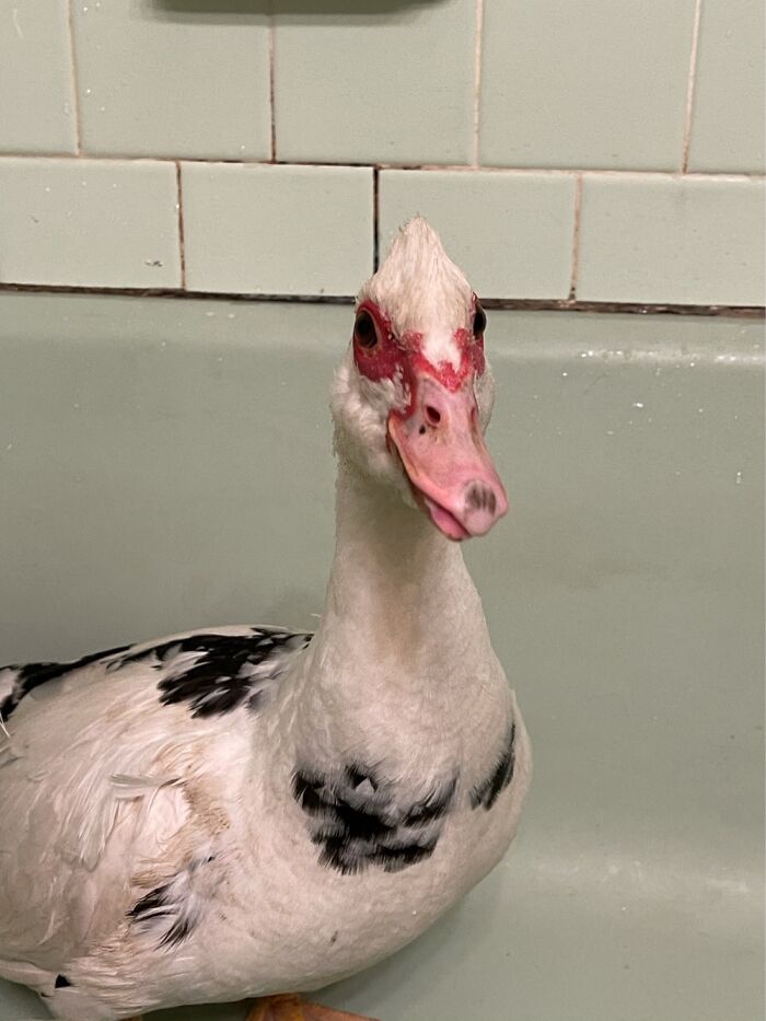 Hey Pandas, Post The Cutest Picture Of Your Pet (Closed) Hey Pandas, Post The Cutest Picture Of Your Pet (Closed)