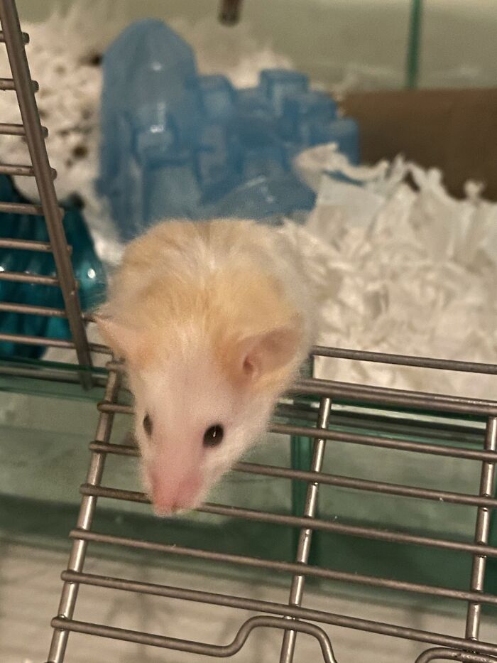 Hey Pandas, Post The Cutest Picture Of Your Pet (Closed) Hey Pandas, Post The Cutest Picture Of Your Pet (Closed)