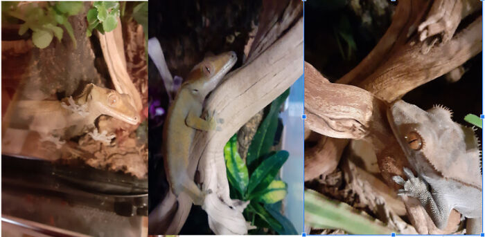 Hey Pandas, Post The Cutest Picture Of Your Pet (Closed) Hey Pandas, Post The Cutest Picture Of Your Pet (Closed)