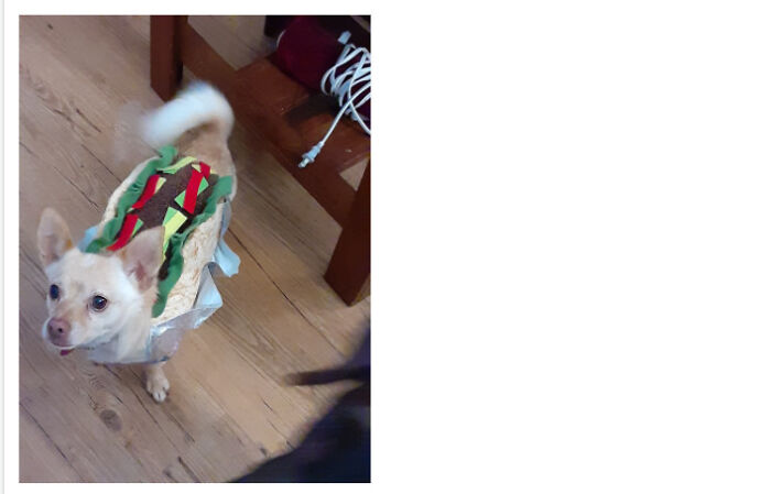 Hey Pandas, Post The Cutest Picture Of Your Pet (Closed) Hey Pandas, Post The Cutest Picture Of Your Pet (Closed)