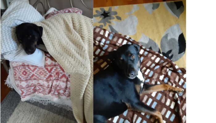 Hey Pandas, Post The Cutest Picture Of Your Pet (Closed) Hey Pandas, Post The Cutest Picture Of Your Pet (Closed)