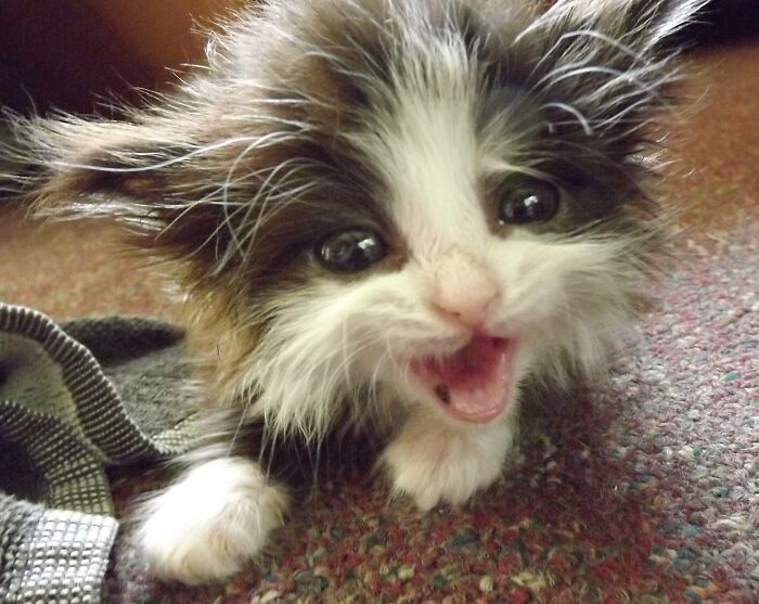 Hey Pandas, What’s Your Rescue Pet’s Name And Picture? Hey Pandas, What’s Your Rescue Pet’s Name And Picture?