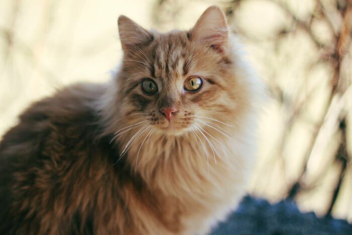 Hey Pandas, What’s Your Rescue Pet’s Name And Picture? Hey Pandas, What’s Your Rescue Pet’s Name And Picture?