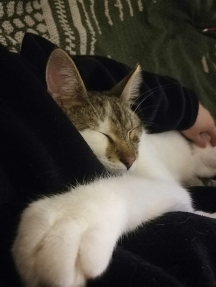 Hey Pandas, What’s Your Rescue Pet’s Name And Picture? Hey Pandas, What’s Your Rescue Pet’s Name And Picture?