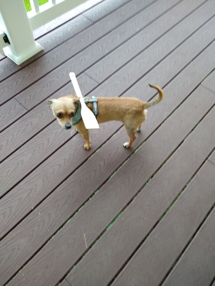 Hey Pandas, What’s Your Rescue Pet’s Name And Picture? Hey Pandas, What’s Your Rescue Pet’s Name And Picture?