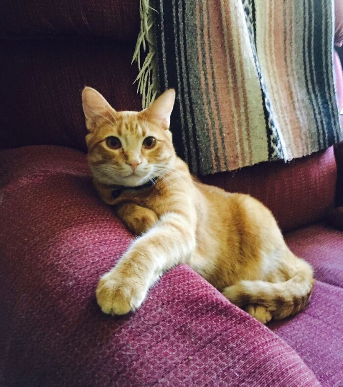 Hey Pandas, What’s Your Rescue Pet’s Name And Picture? Hey Pandas, What’s Your Rescue Pet’s Name And Picture?