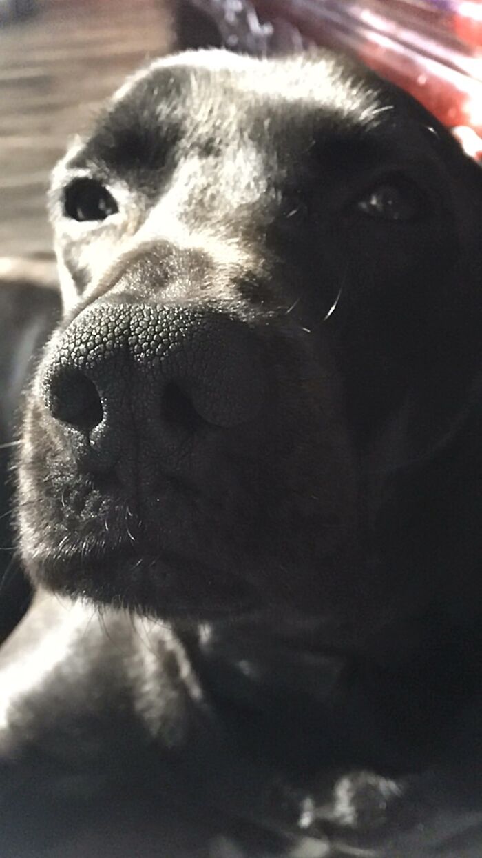 Hey Pandas, What’s Your Rescue Pet’s Name And Picture? Hey Pandas, What’s Your Rescue Pet’s Name And Picture?