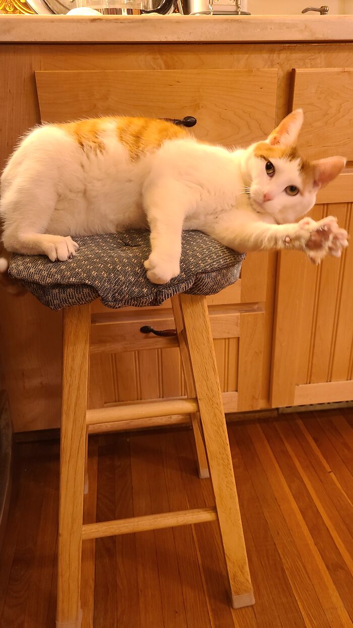 Hey Pandas, What’s Your Rescue Pet’s Name And Picture? Hey Pandas, What’s Your Rescue Pet’s Name And Picture?