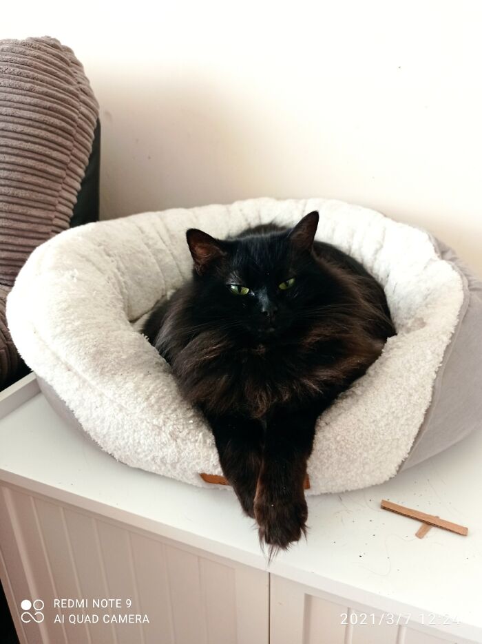 Hey Pandas, What’s Your Rescue Pet’s Name And Picture? Hey Pandas, What’s Your Rescue Pet’s Name And Picture?