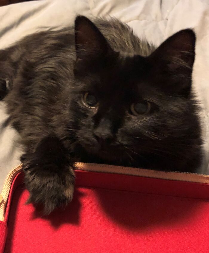 Hey Pandas, What’s Your Rescue Pet’s Name And Picture? Hey Pandas, What’s Your Rescue Pet’s Name And Picture?