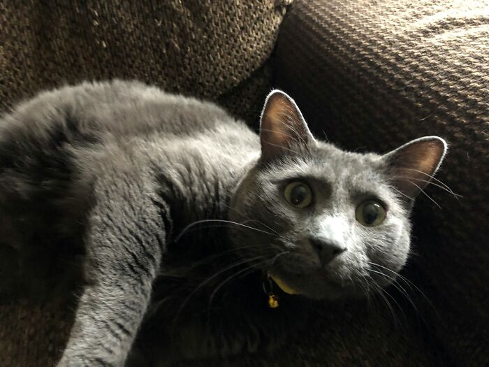 Hey Pandas, What’s Your Rescue Pet’s Name And Picture? Hey Pandas, What’s Your Rescue Pet’s Name And Picture?