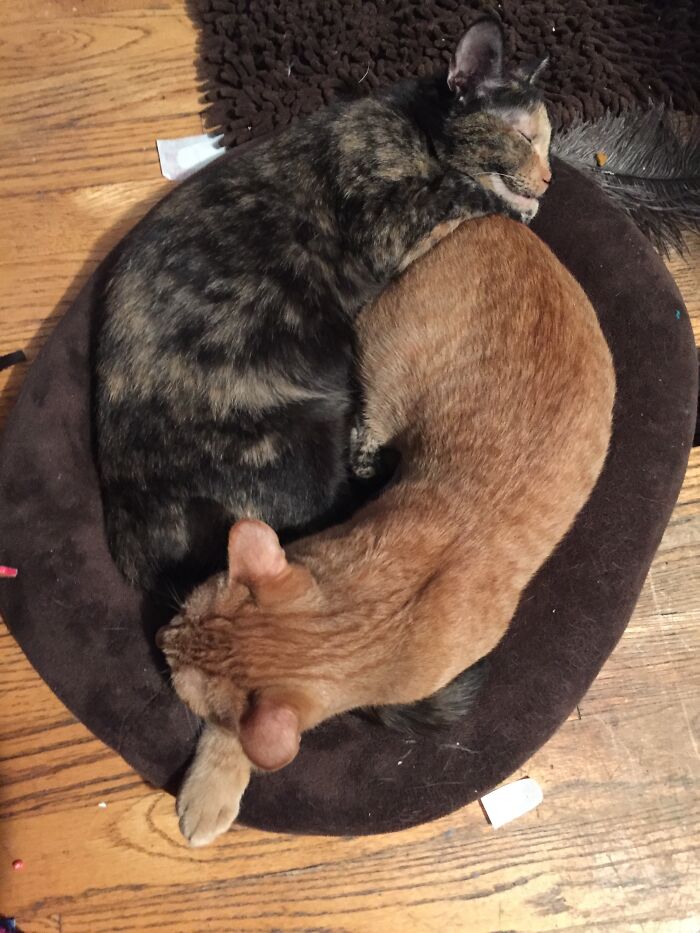 Hey Pandas, What’s Your Rescue Pet’s Name And Picture? Hey Pandas, What’s Your Rescue Pet’s Name And Picture?