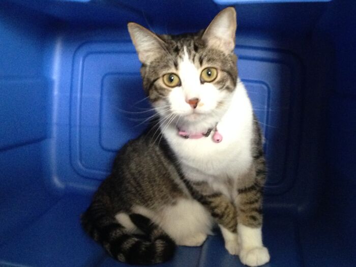 Hey Pandas, What’s Your Rescue Pet’s Name And Picture? Hey Pandas, What’s Your Rescue Pet’s Name And Picture?