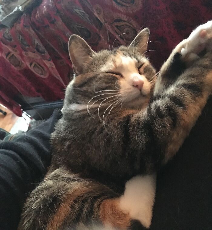 Hey Pandas, What’s Your Rescue Pet’s Name And Picture? Hey Pandas, What’s Your Rescue Pet’s Name And Picture?