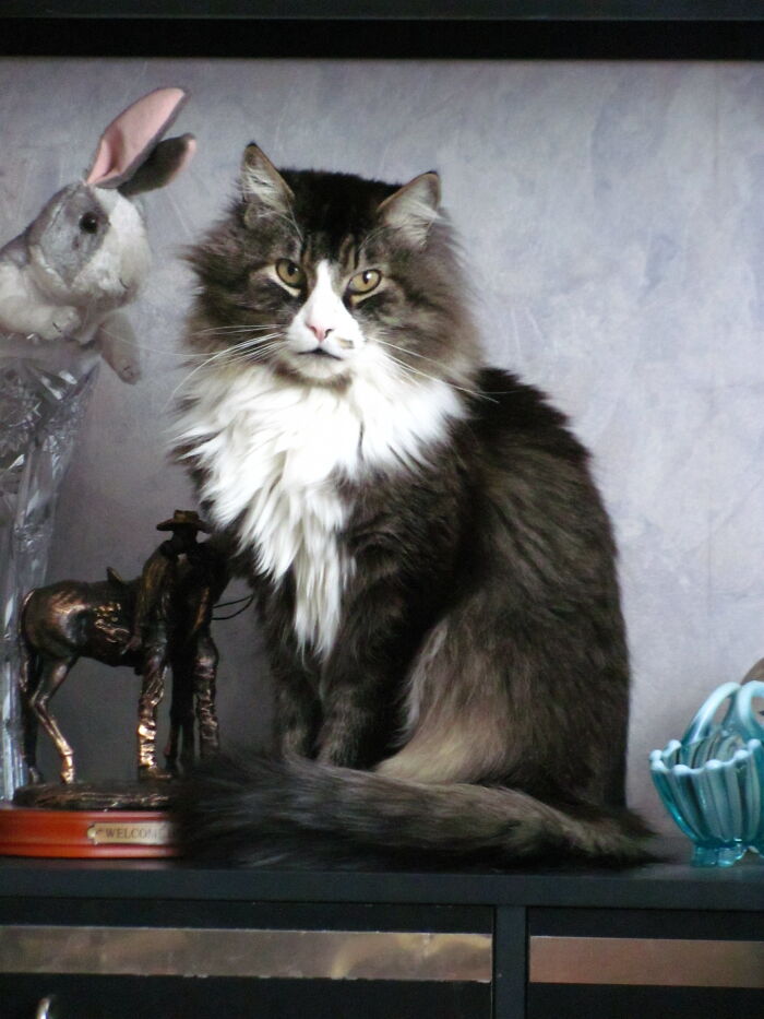 Hey Pandas, What’s Your Rescue Pet’s Name And Picture? Hey Pandas, What’s Your Rescue Pet’s Name And Picture?