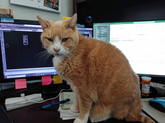 Hey Pandas, What’s Your Rescue Pet’s Name And Picture? Hey Pandas, What’s Your Rescue Pet’s Name And Picture?