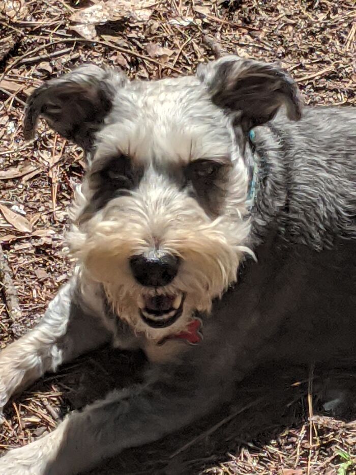 Hey Pandas, What’s Your Rescue Pet’s Name And Picture? Hey Pandas, What’s Your Rescue Pet’s Name And Picture?