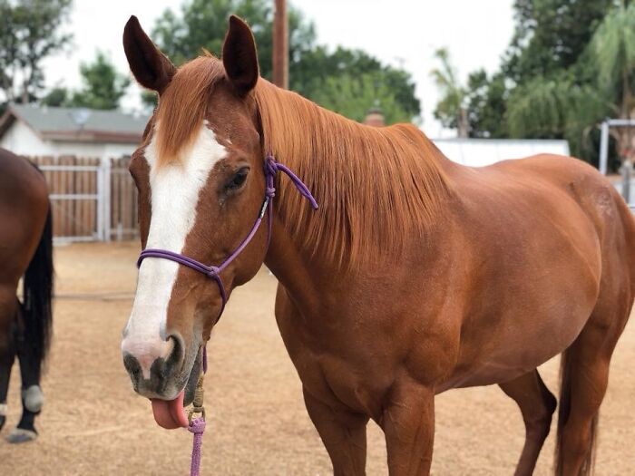 Hey Pandas, What’s Your Rescue Pet’s Name And Picture? Hey Pandas, What’s Your Rescue Pet’s Name And Picture?