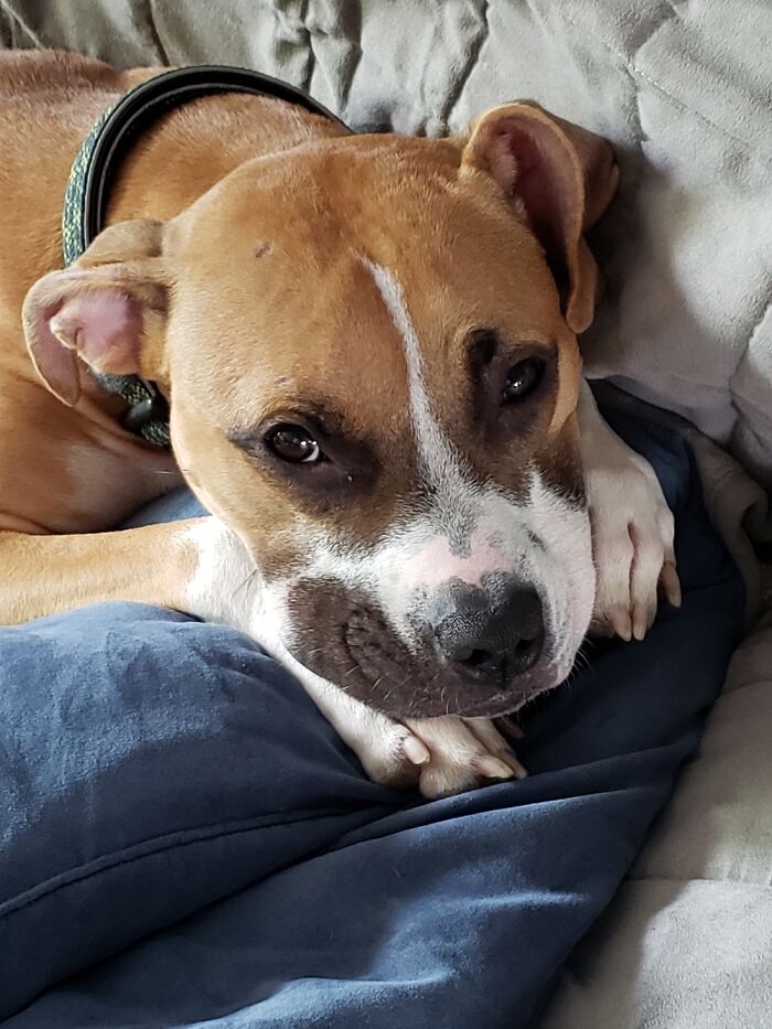 Hey Pandas, What’s Your Rescue Pet’s Name And Picture? Hey Pandas, What’s Your Rescue Pet’s Name And Picture?