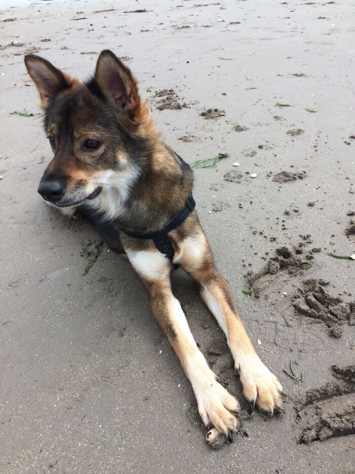 Hey Pandas, What’s Your Rescue Pet’s Name And Picture? Hey Pandas, What’s Your Rescue Pet’s Name And Picture?