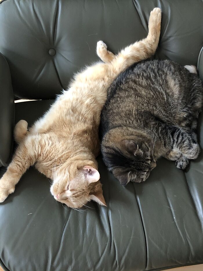 Hey Pandas, What’s Your Rescue Pet’s Name And Picture? Hey Pandas, What’s Your Rescue Pet’s Name And Picture?