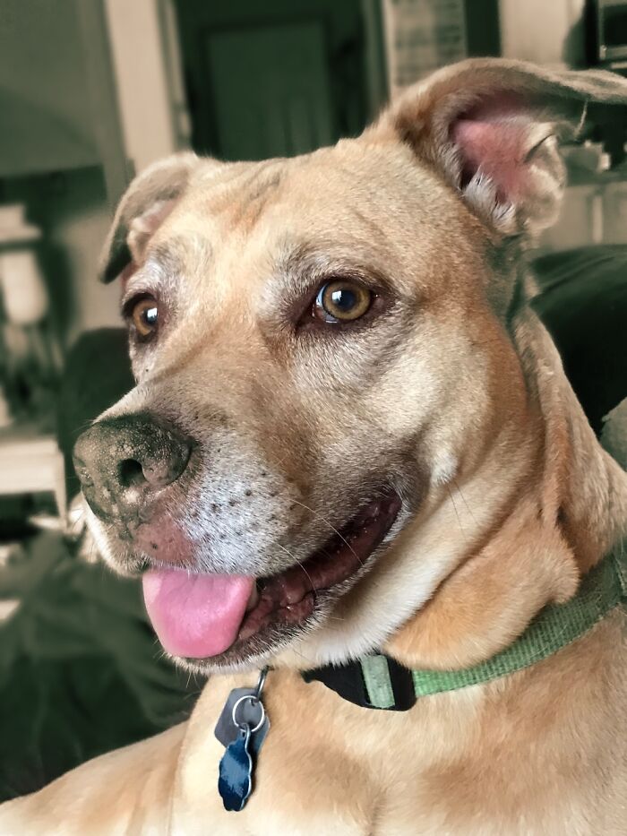 Hey Pandas, What’s Your Rescue Pet’s Name And Picture? Hey Pandas, What’s Your Rescue Pet’s Name And Picture?