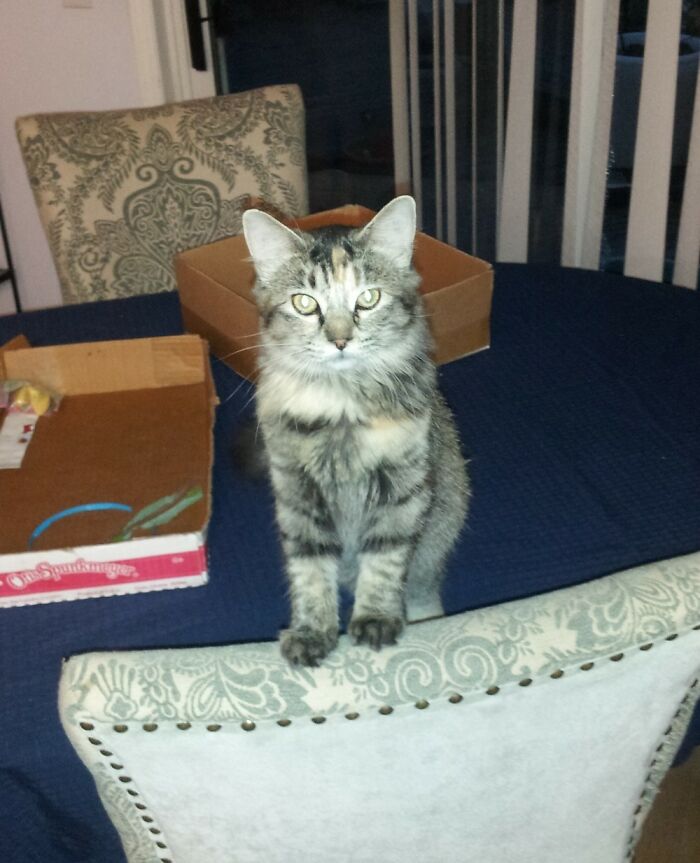 Hey Pandas, What’s Your Rescue Pet’s Name And Picture? Hey Pandas, What’s Your Rescue Pet’s Name And Picture?