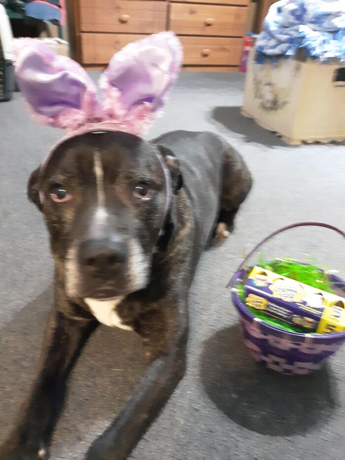 Hey Pandas, What’s Your Rescue Pet’s Name And Picture? Hey Pandas, What’s Your Rescue Pet’s Name And Picture?