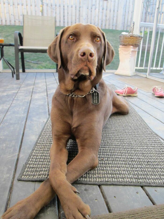 Hey Pandas, What’s Your Rescue Pet’s Name And Picture? Hey Pandas, What’s Your Rescue Pet’s Name And Picture?