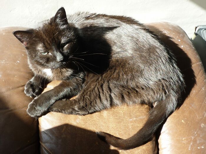 Hey Pandas, What’s Your Rescue Pet’s Name And Picture? Hey Pandas, What’s Your Rescue Pet’s Name And Picture?