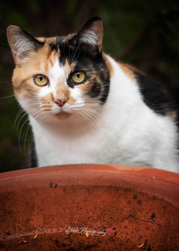 Hey Pandas, What’s Your Rescue Pet’s Name And Picture? Hey Pandas, What’s Your Rescue Pet’s Name And Picture?