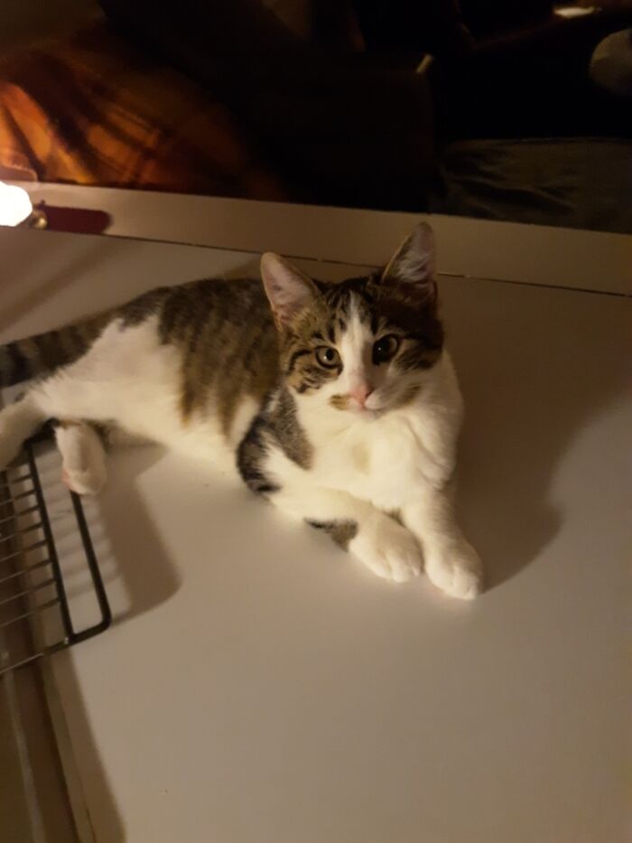 Hey Pandas, What’s Your Rescue Pet’s Name And Picture? Hey Pandas, What’s Your Rescue Pet’s Name And Picture?