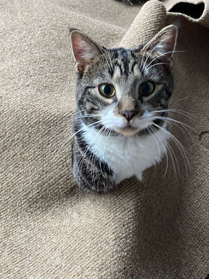 Hey Pandas, What’s Your Rescue Pet’s Name And Picture? Hey Pandas, What’s Your Rescue Pet’s Name And Picture?