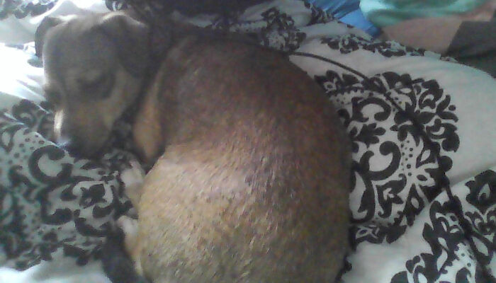 Hey Pandas, What’s Your Rescue Pet’s Name And Picture? Hey Pandas, What’s Your Rescue Pet’s Name And Picture?