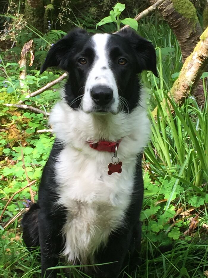 Hey Pandas, What’s Your Rescue Pet’s Name And Picture? Hey Pandas, What’s Your Rescue Pet’s Name And Picture?