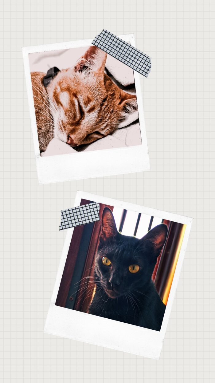 Hey Pandas, What’s Your Rescue Pet’s Name And Picture? Hey Pandas, What’s Your Rescue Pet’s Name And Picture?