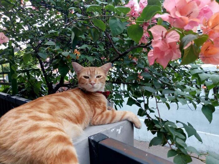 Hey Pandas, What’s Your Rescue Pet’s Name And Picture? Hey Pandas, What’s Your Rescue Pet’s Name And Picture?