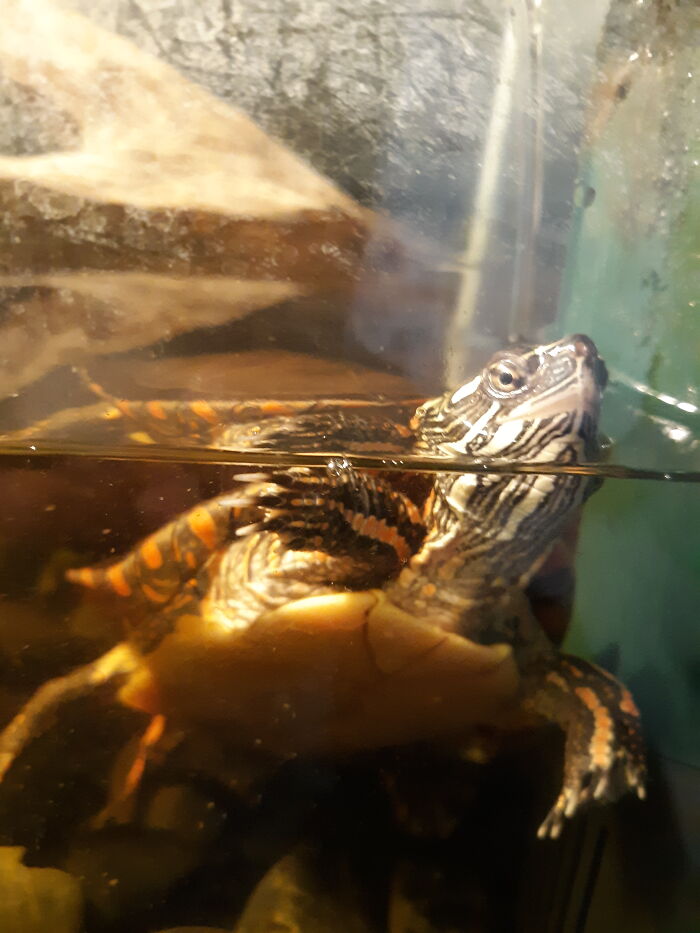 Hey Pandas, What’s Your Rescue Pet’s Name And Picture? Hey Pandas, What’s Your Rescue Pet’s Name And Picture?