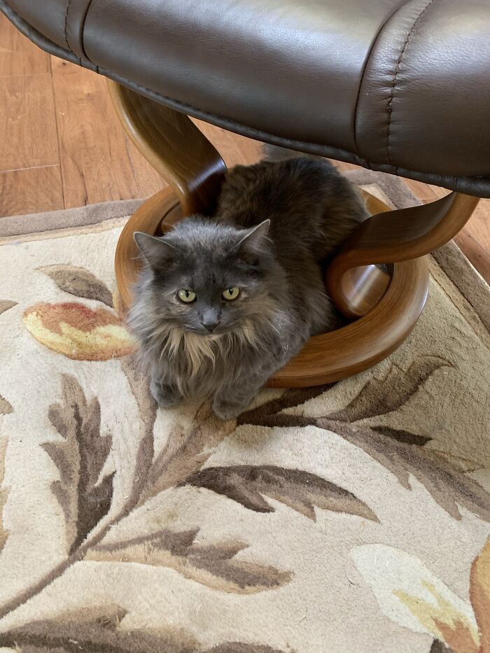 Hey Pandas, What’s Your Rescue Pet’s Name And Picture? Hey Pandas, What’s Your Rescue Pet’s Name And Picture?