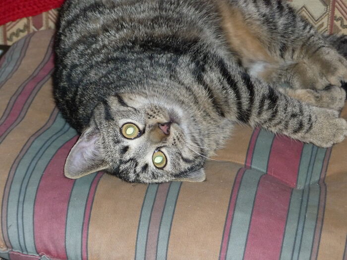 Hey Pandas, What’s Your Rescue Pet’s Name And Picture? Hey Pandas, What’s Your Rescue Pet’s Name And Picture?