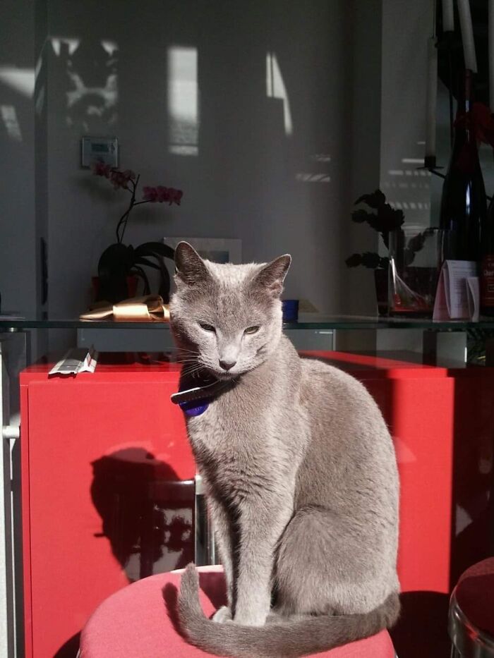 Hey Pandas, What’s Your Rescue Pet’s Name And Picture? Hey Pandas, What’s Your Rescue Pet’s Name And Picture?