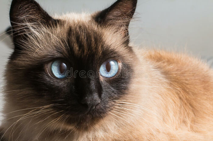 Hey Pandas, What’s Your Rescue Pet’s Name And Picture? Hey Pandas, What’s Your Rescue Pet’s Name And Picture?