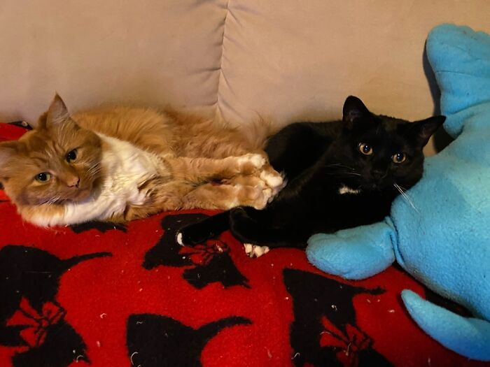 Hey Pandas, What’s Your Rescue Pet’s Name And Picture? Hey Pandas, What’s Your Rescue Pet’s Name And Picture?