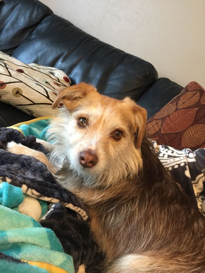 Hey Pandas, What’s Your Rescue Pet’s Name And Picture? Hey Pandas, What’s Your Rescue Pet’s Name And Picture?