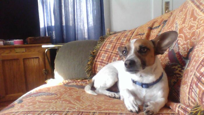 Hey Pandas, What’s Your Rescue Pet’s Name And Picture? Hey Pandas, What’s Your Rescue Pet’s Name And Picture?