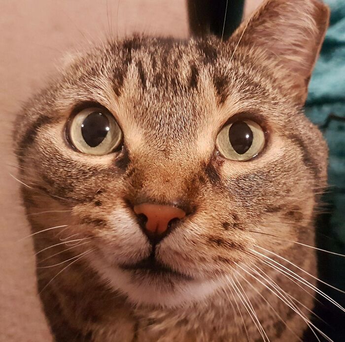 Hey Pandas, What’s Your Rescue Pet’s Name And Picture? Hey Pandas, What’s Your Rescue Pet’s Name And Picture?