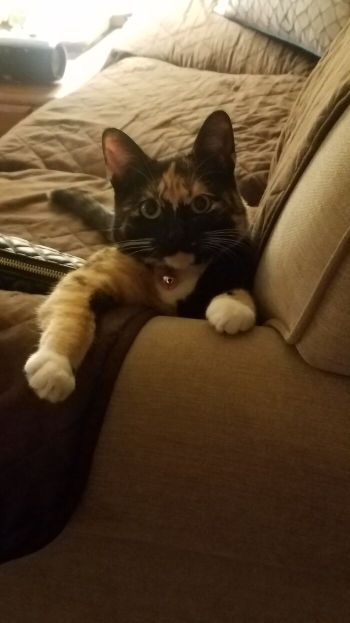 Hey Pandas, What’s Your Rescue Pet’s Name And Picture? Hey Pandas, What’s Your Rescue Pet’s Name And Picture?