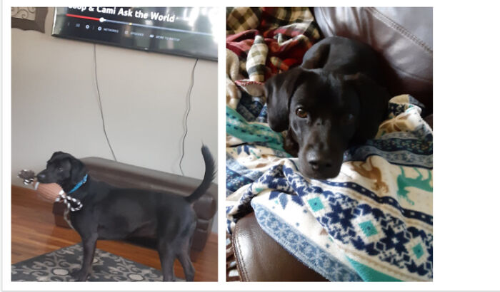 Hey Pandas, What’s Your Rescue Pet’s Name And Picture? Hey Pandas, What’s Your Rescue Pet’s Name And Picture?