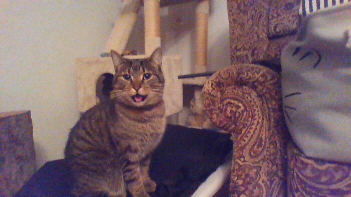 Hey Pandas, What’s Your Rescue Pet’s Name And Picture? Hey Pandas, What’s Your Rescue Pet’s Name And Picture?